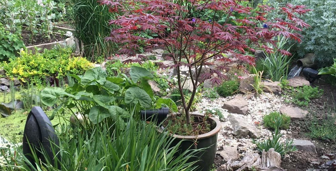 Before we planted the Acer