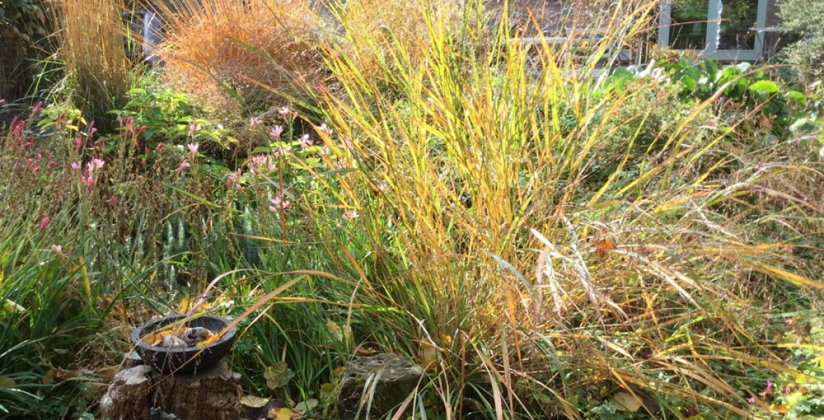 Autumn near the pond