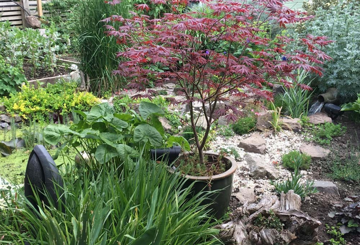 Before we planted the Acer