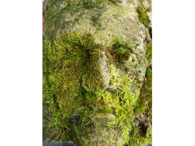 Carved green man stone by Ivan Williams