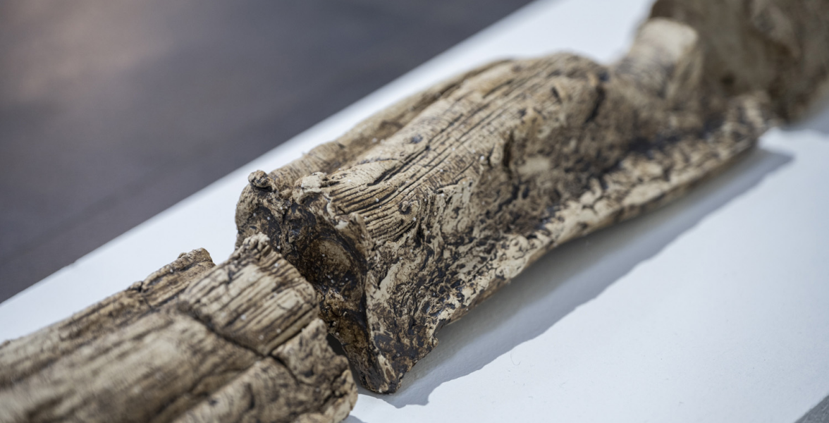 Tree fossil