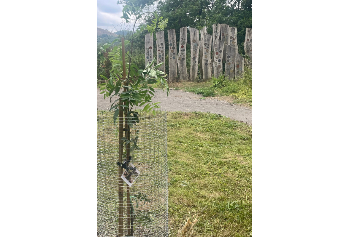 Dad's mountin ash tree with Oak Sculpture beyond