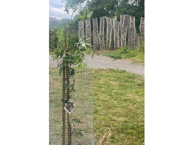Dad's mountin ash tree with Oak Sculpture beyond