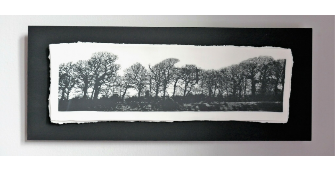 Tree Line