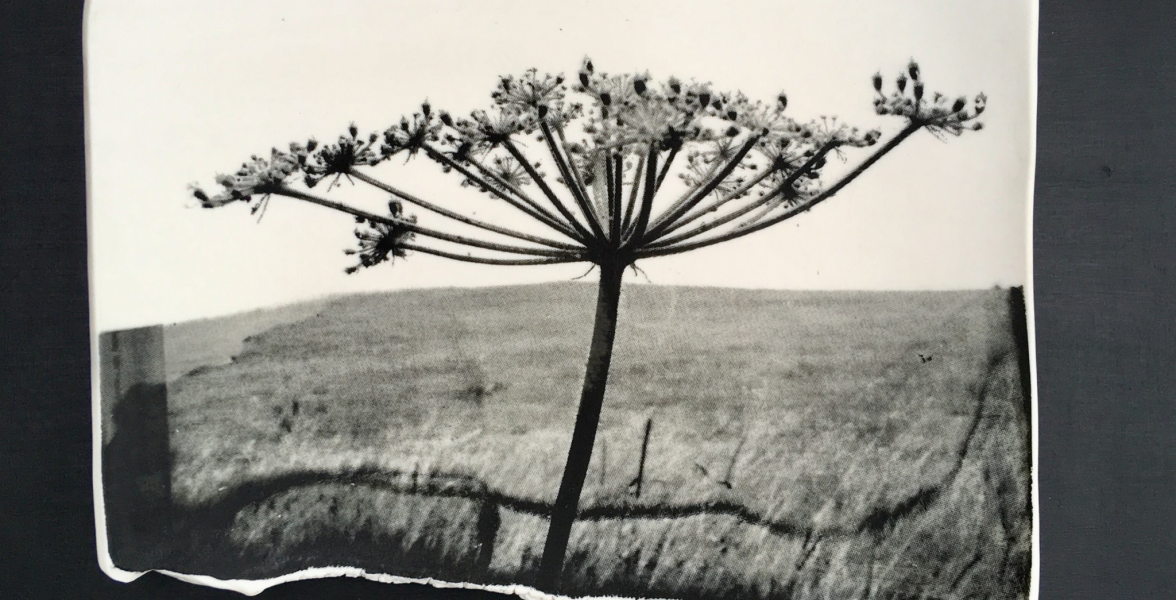 Torn Umbellifer