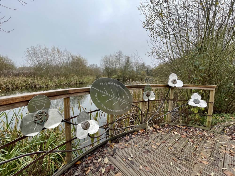 Pond dipping platform