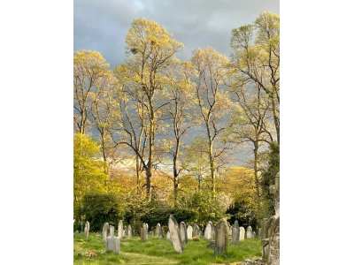 Lime Trees in cemetery