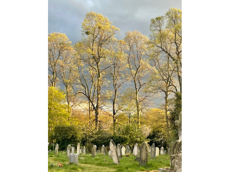 Lime Trees in cemetery