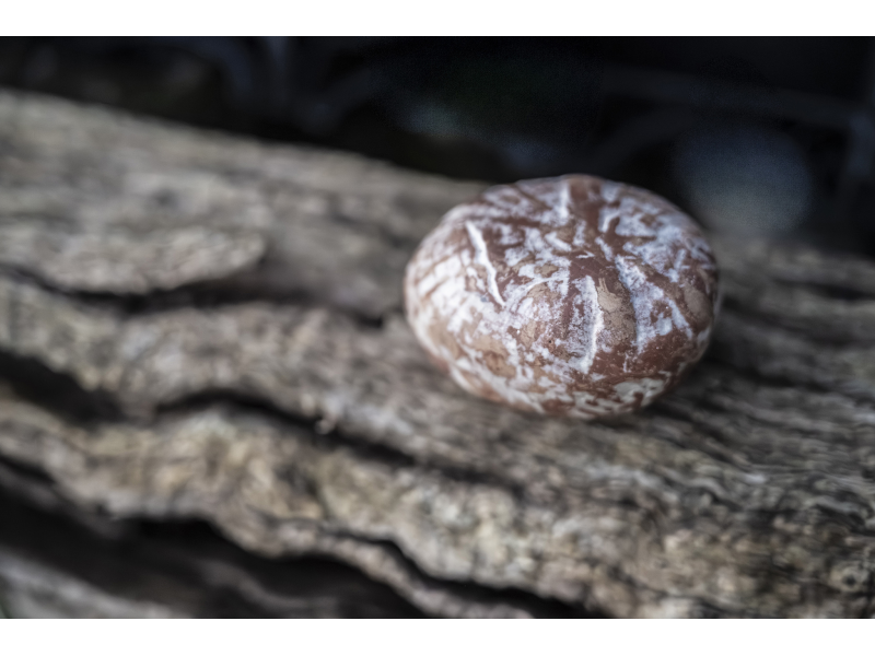 Pocket Memory Stone in Terracotta